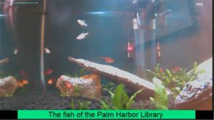 Still of fish tank