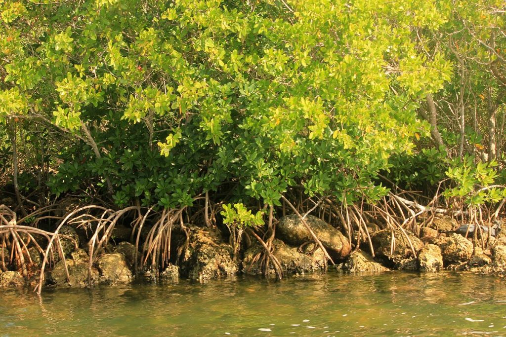 mangroves