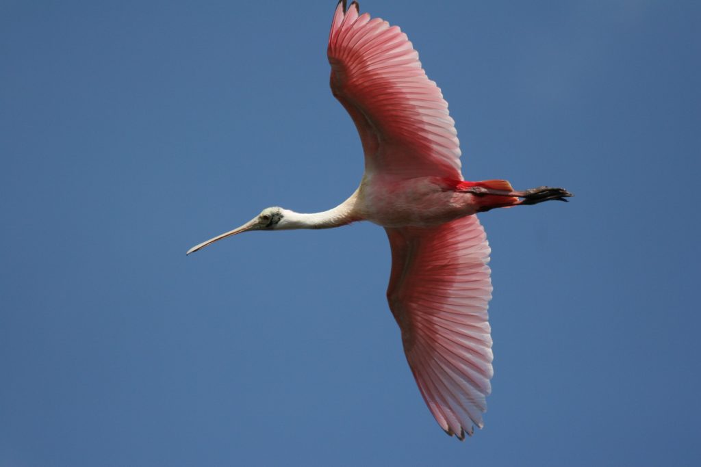 pink spoonbill flying through a sky with no clouds. 