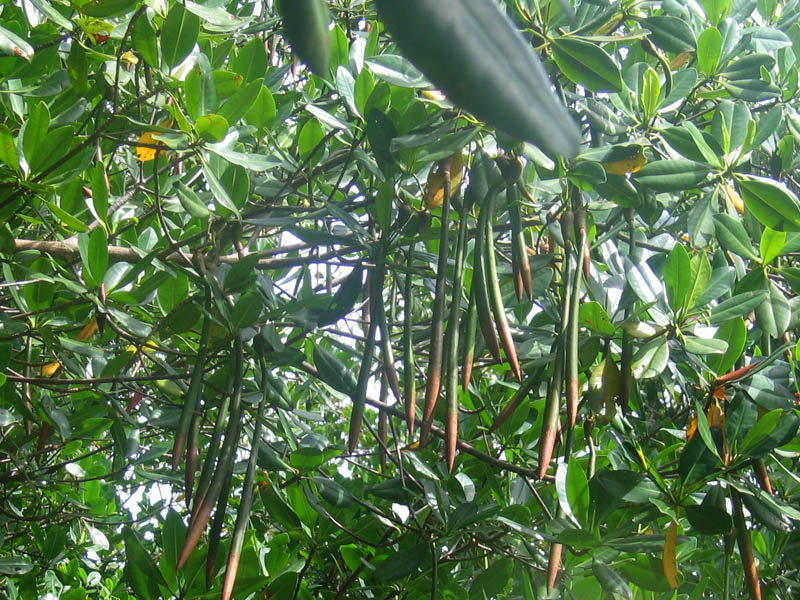 mangrove seeds