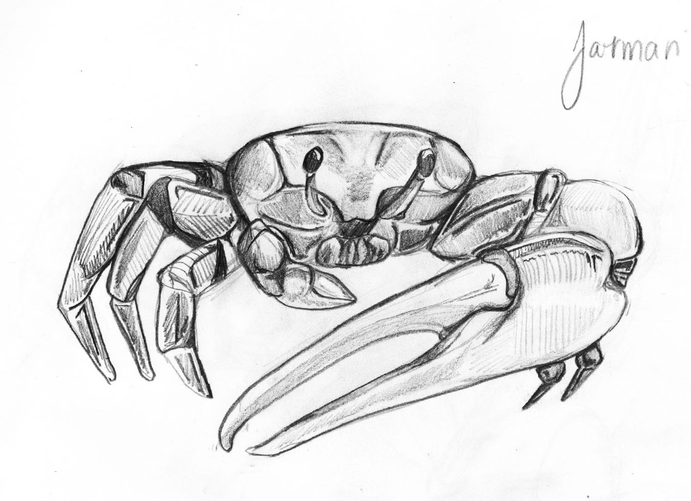Crab Sketch Palm Harbor Library