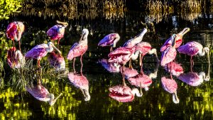 Flock of pink spoonbills in still shallow water 