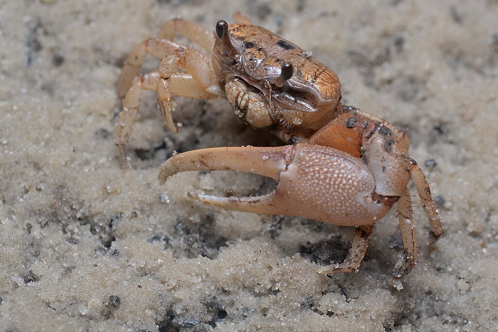 Fiddler Crab with large pincher claw on the sand